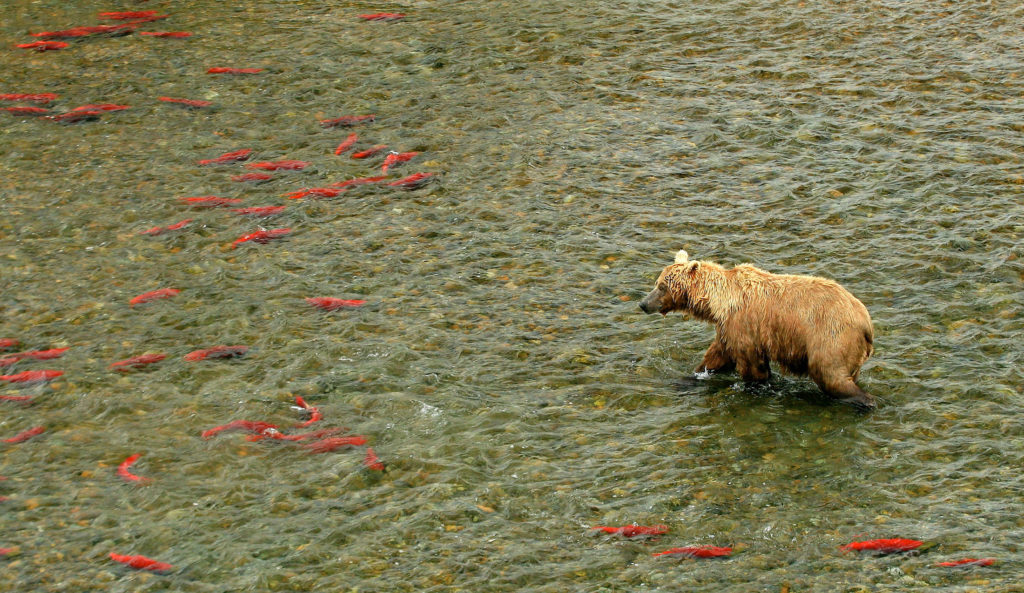 Grizzly bear fishing for salmon in Pebble Bay