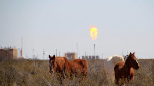 Texas Horse Flare